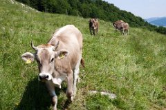 Ebenalp - Schaefler